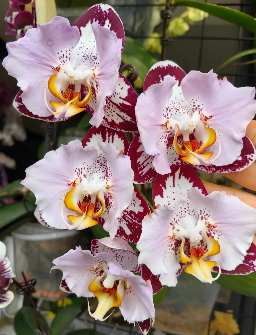 【黑钢琴】无花无梗苗 蝴蝶兰  3.5寸杯 （叶片微瑕，介意勿拍）