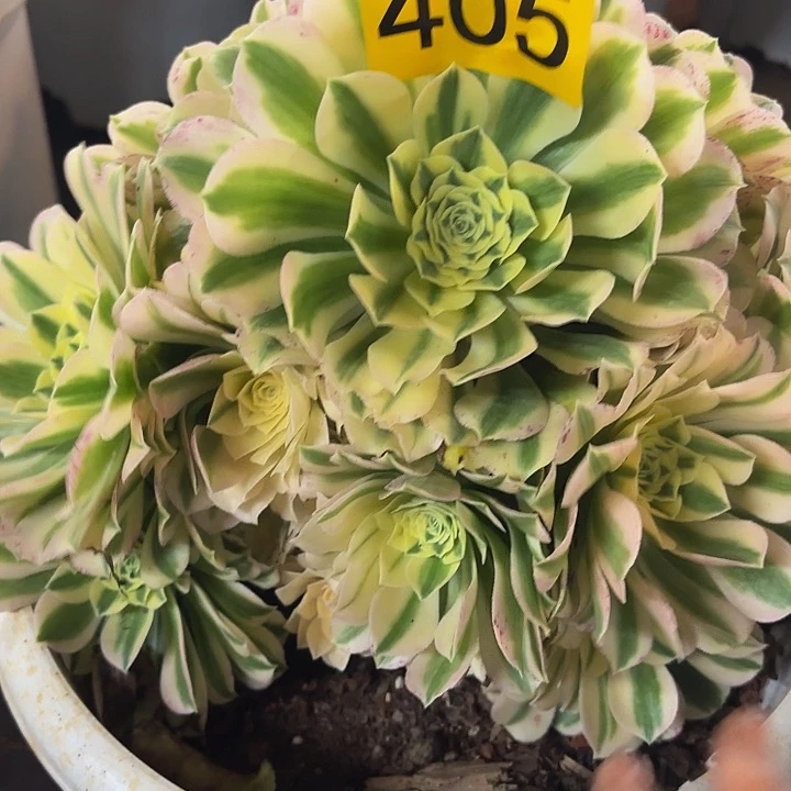 多肉植物福利405