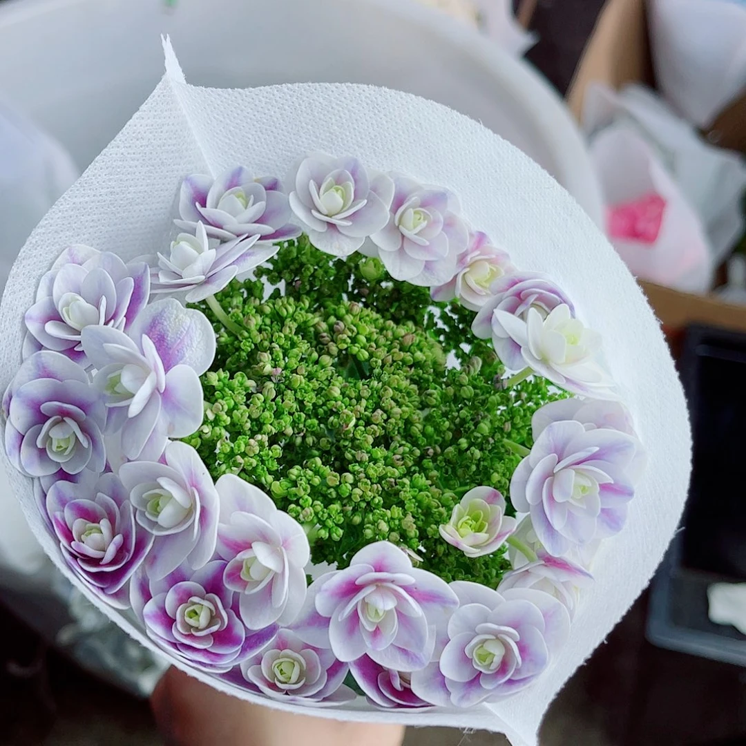完全开放稀有绣球花231