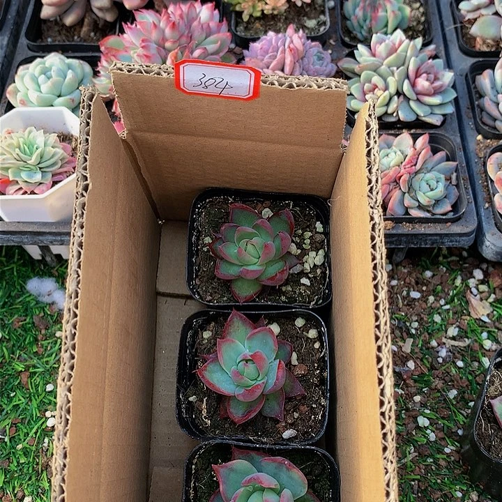 橙***梦A384惊鸿仙子多肉