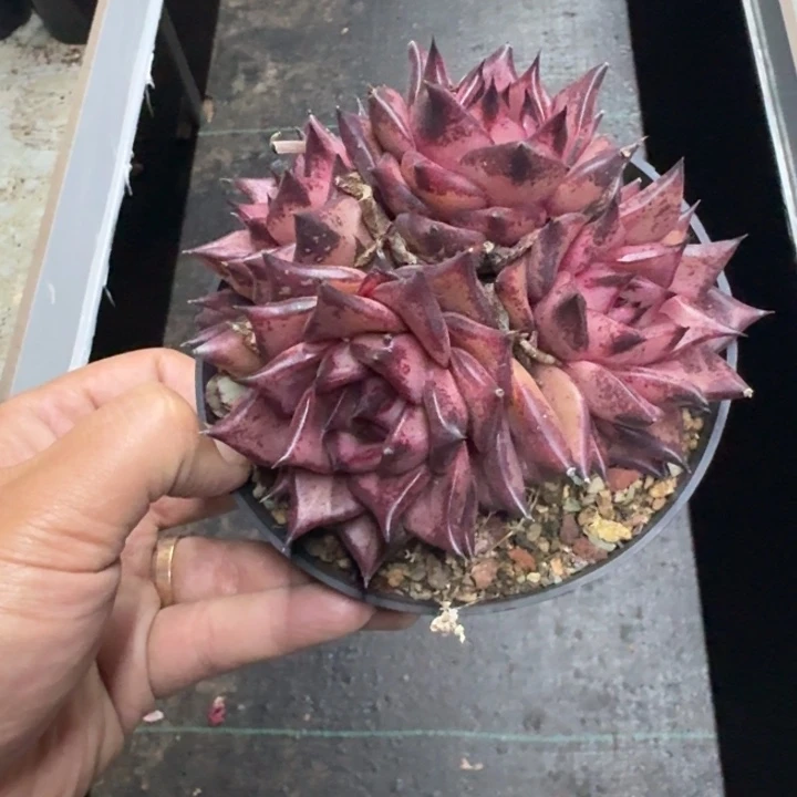 血罗 4头群生 一物一拍