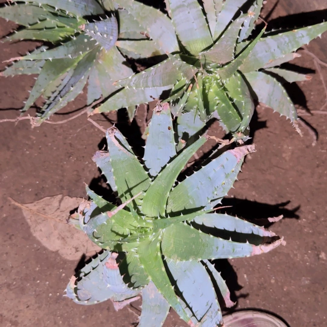 何***醒块根植物块根植物