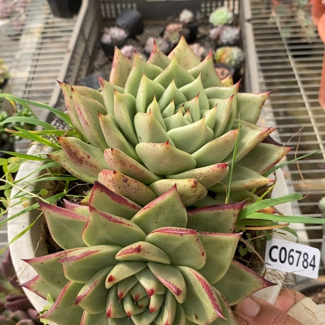 6784黄丽玛利亚一物一拍