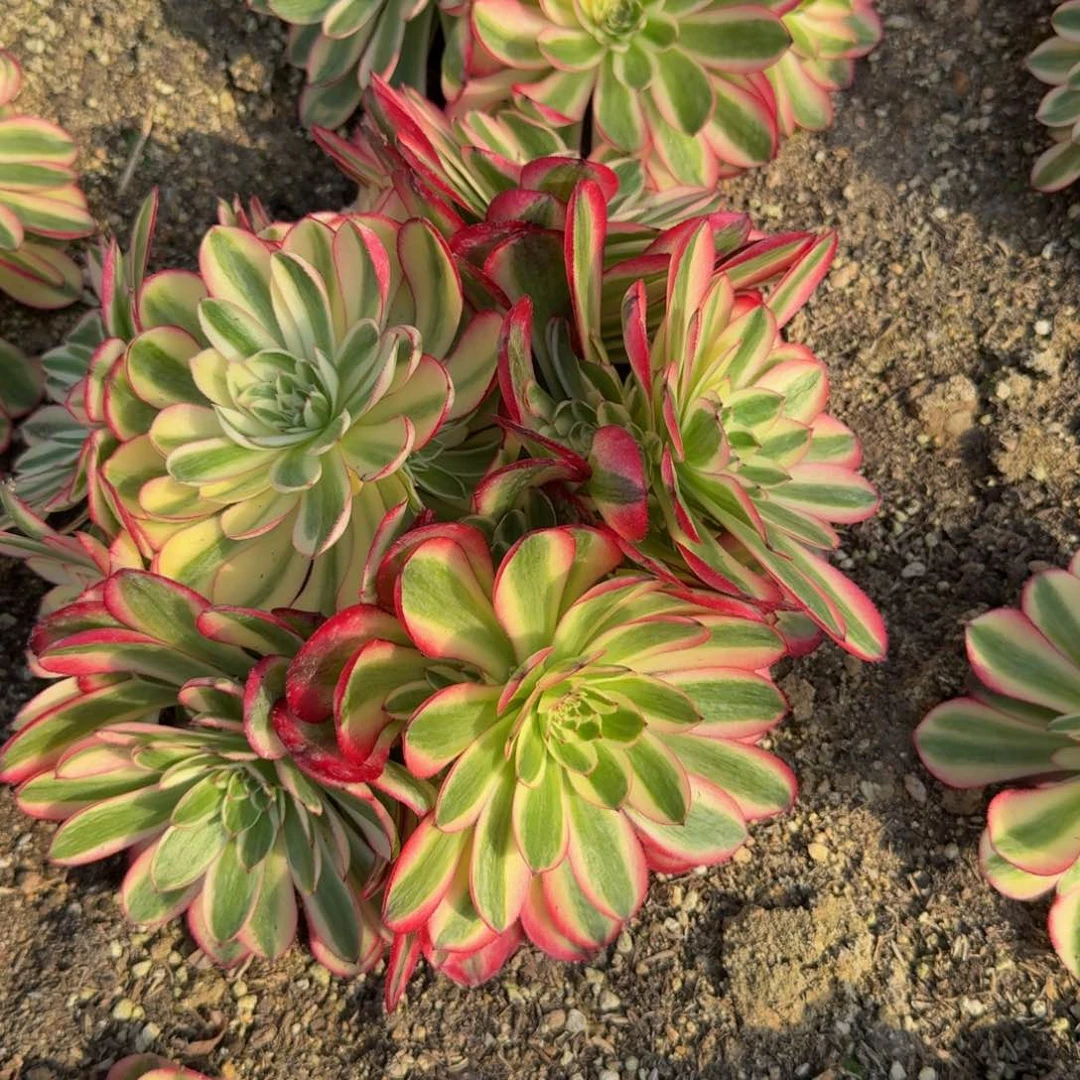 秋*不发货。多肉植物。