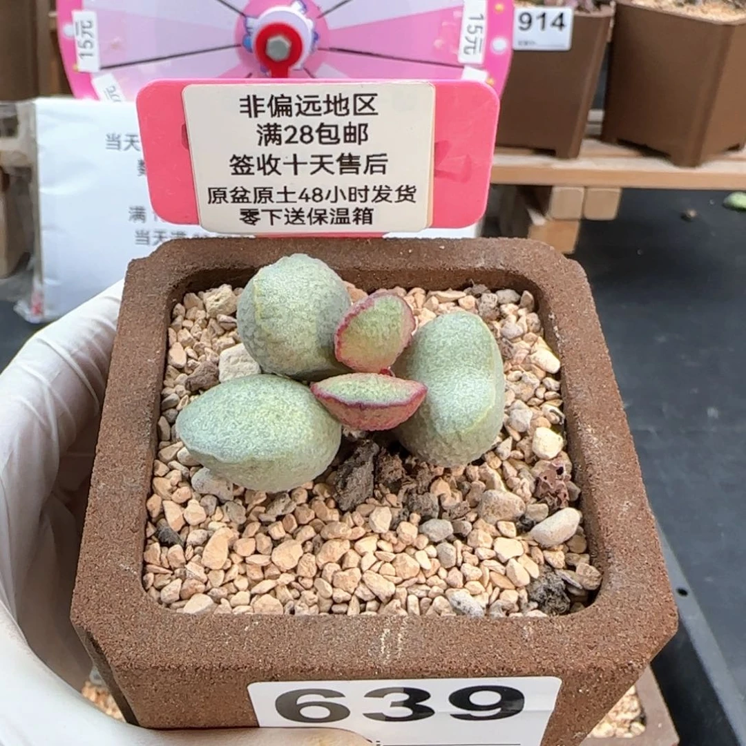 639流萤多肉植物