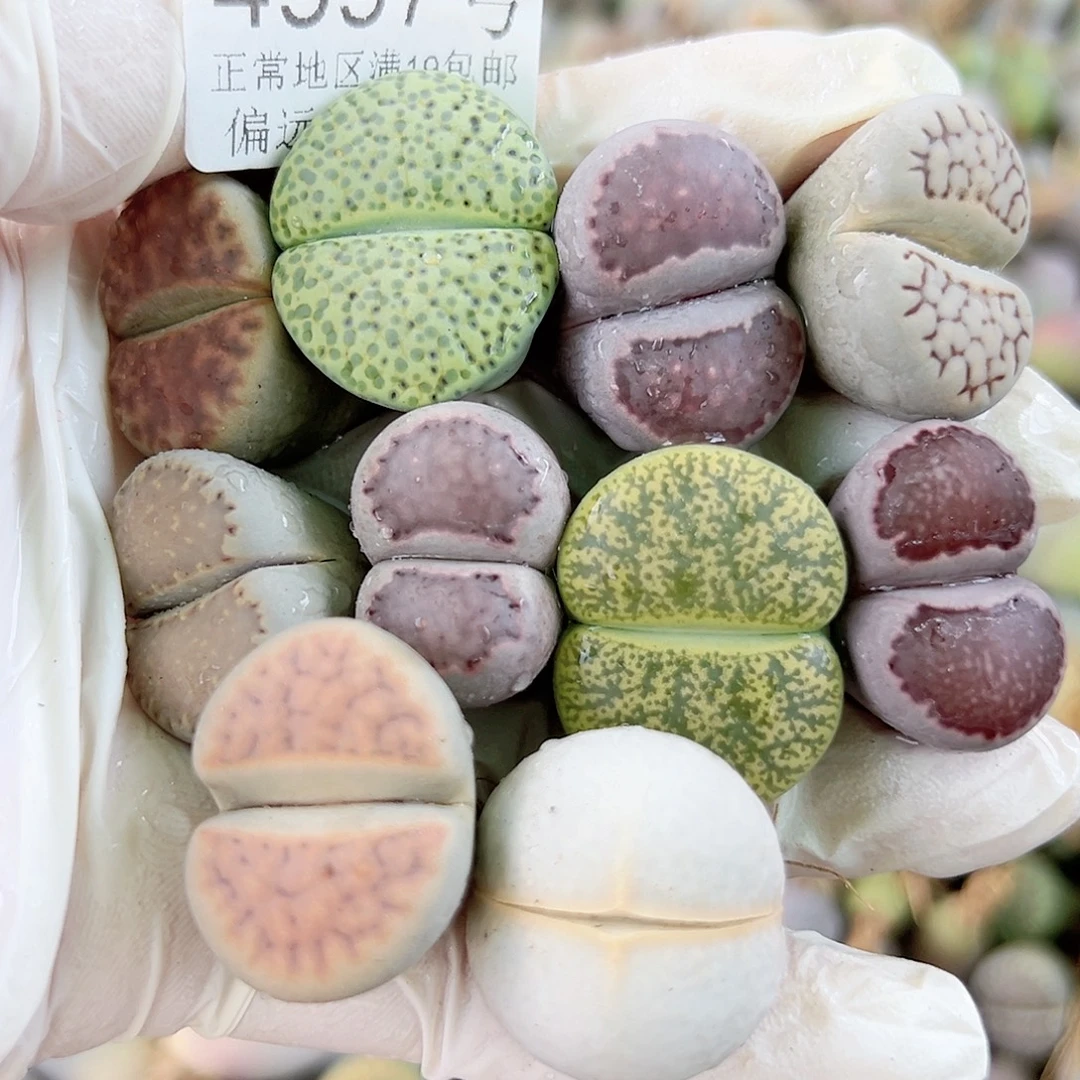 4997 好养易活生石花大母本10个2-2.5cm