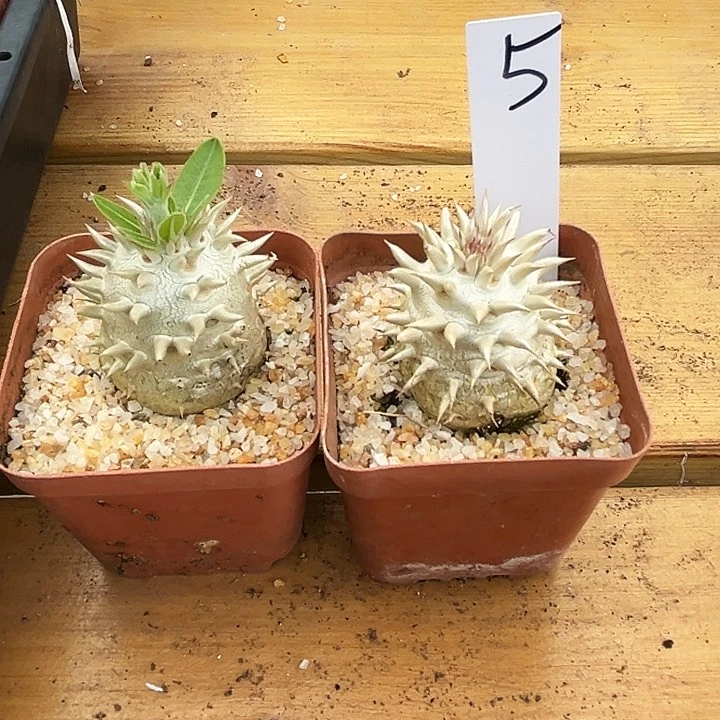 *ㅤ惠比大黑两颗5号