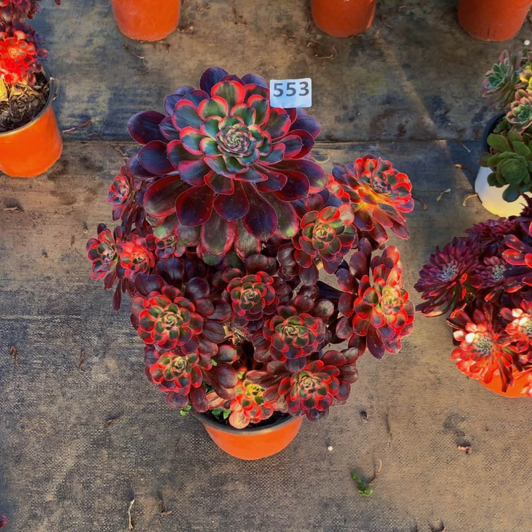 【闪购商品】农***儿丽娜55300000000000