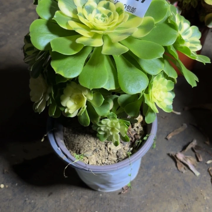 瑞妈，，。。。。。727。辛尼亚，有断，