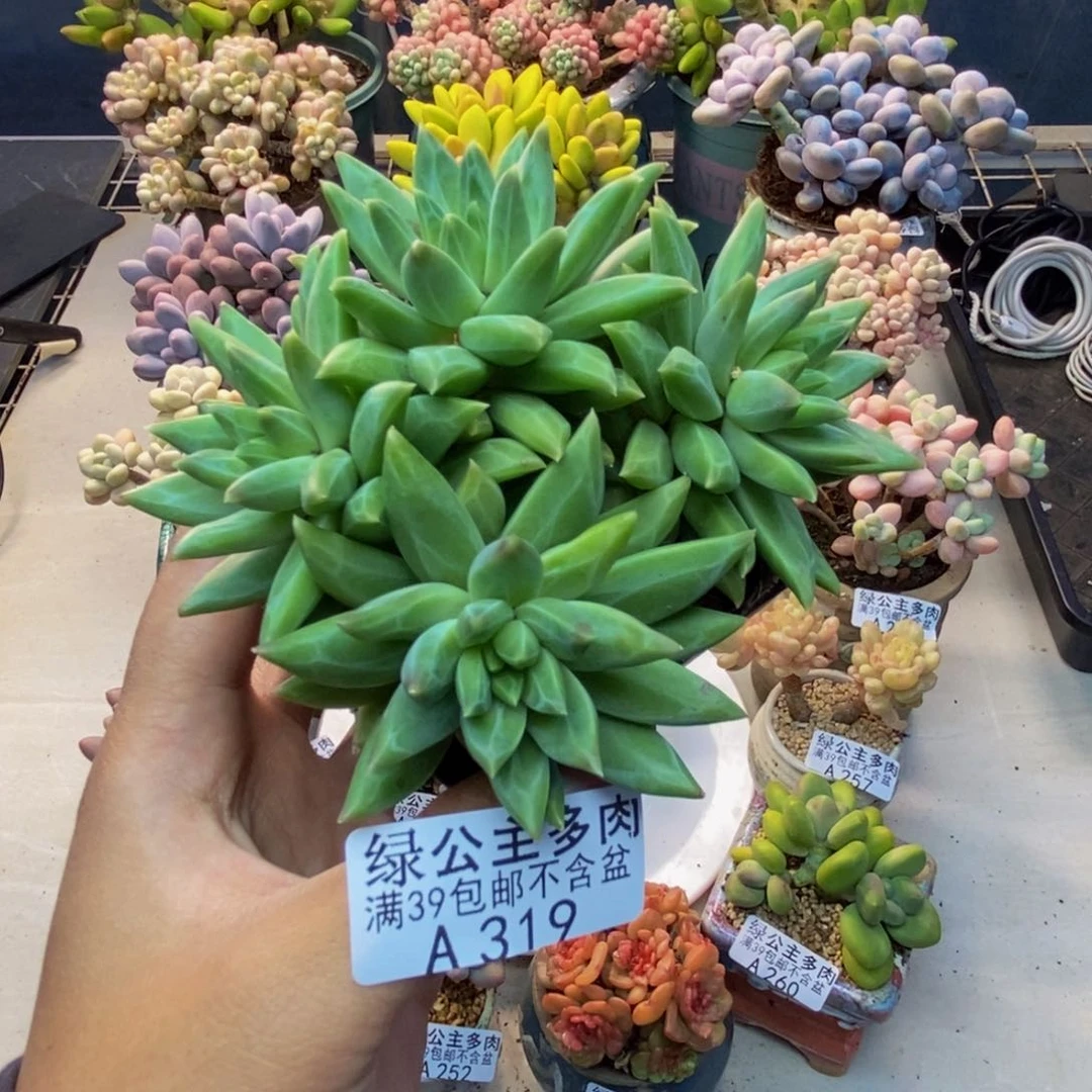 319幻影美人多肉7c m