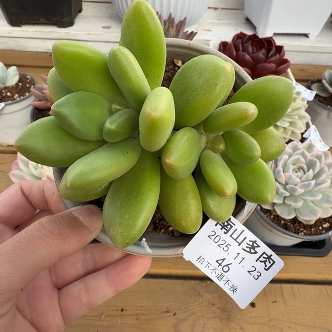 双头芒果奶111123-46