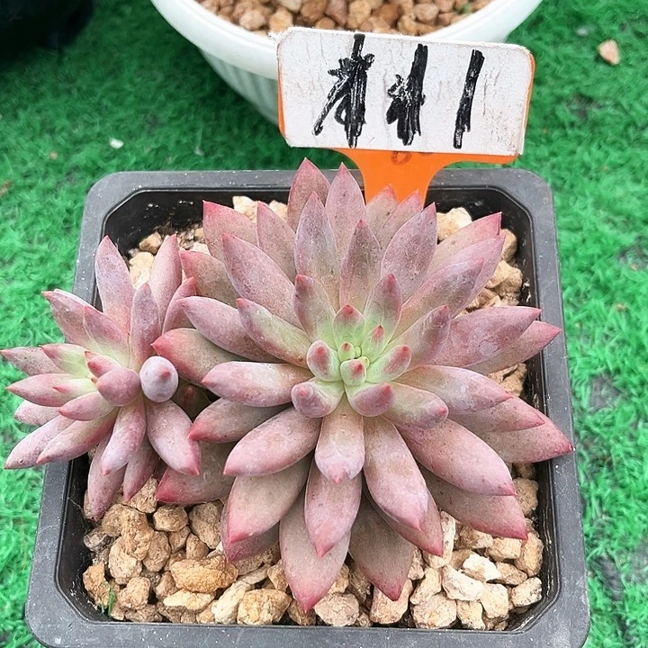 红体虞美人111号码牌子的