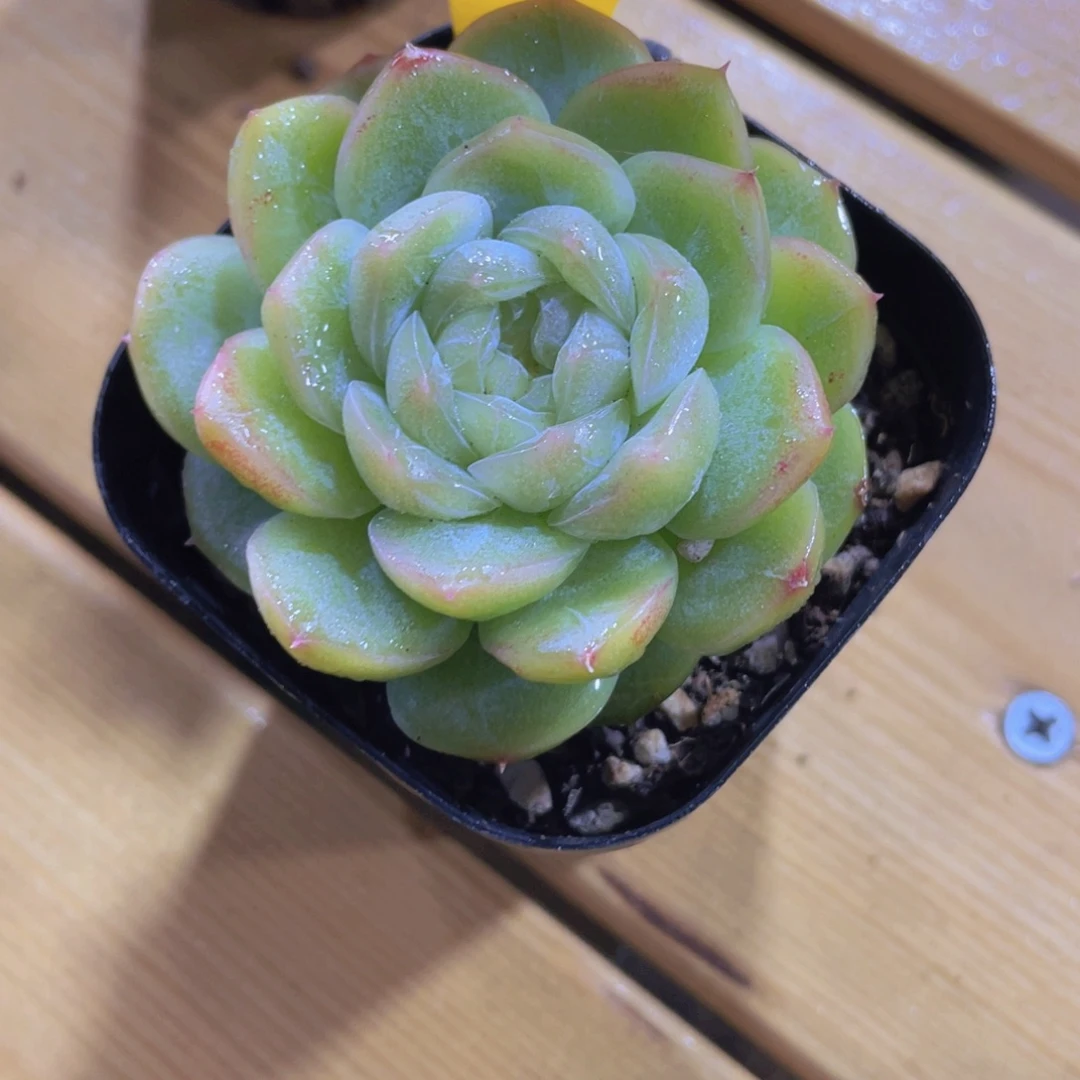 725号 珍妮糖心白桃汽水