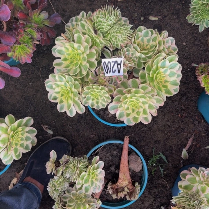 荔枝花花30-30包邮花花