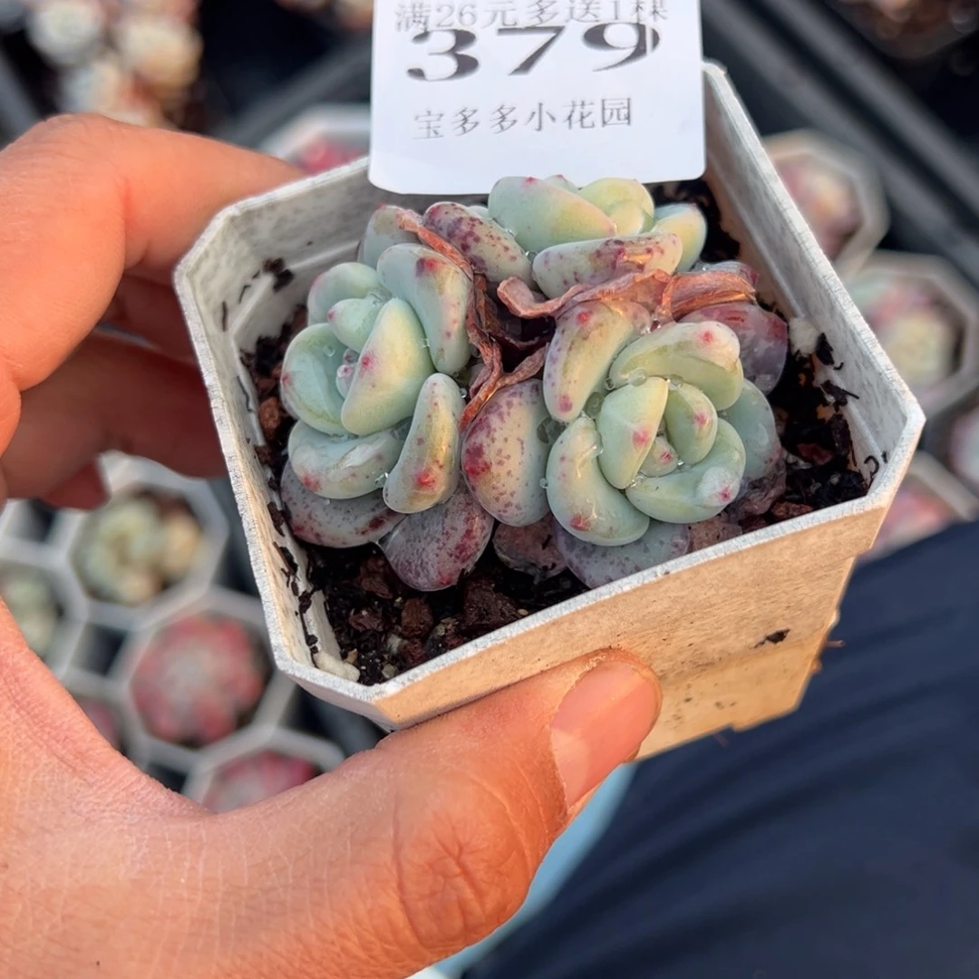 ④***姐雪兰三头到手1颗379号量拍多肉满18元包邮明天发货