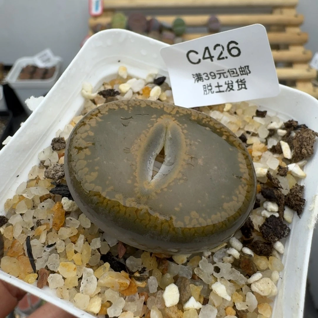 426哈哈哈哈哈哈哈哈