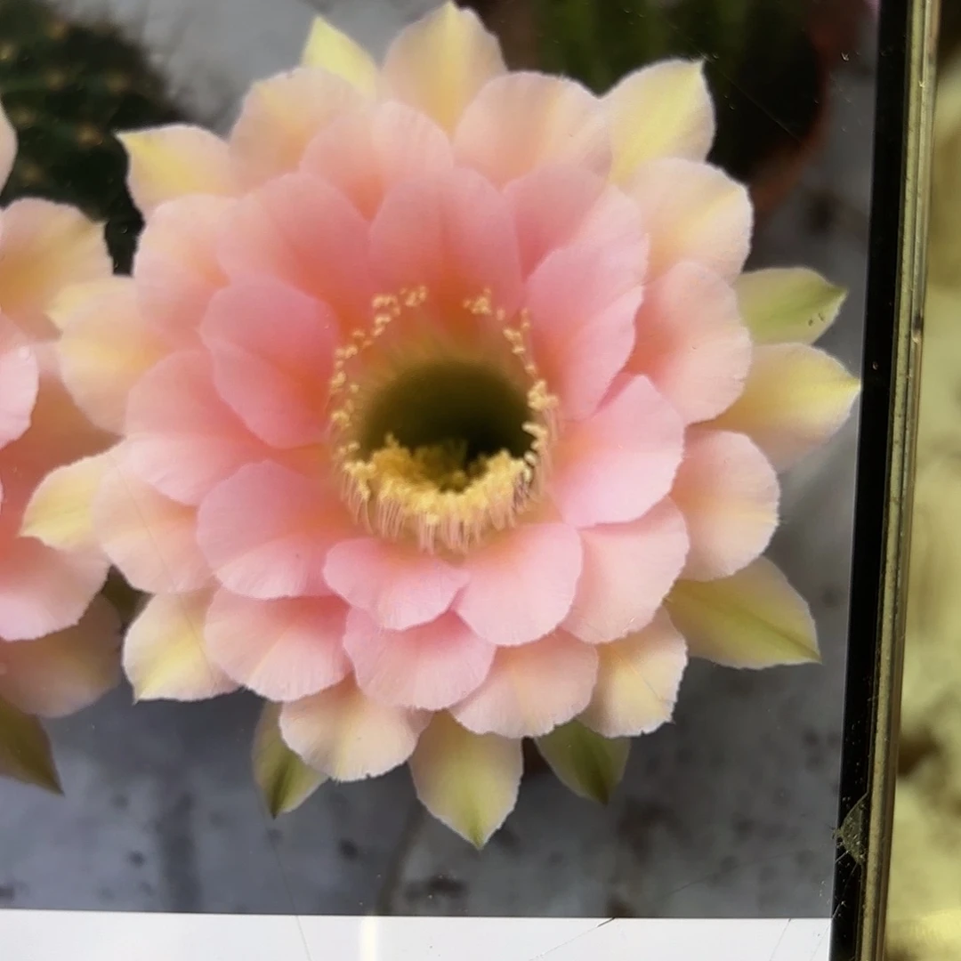彩草美人鱼5.5-6公分左右