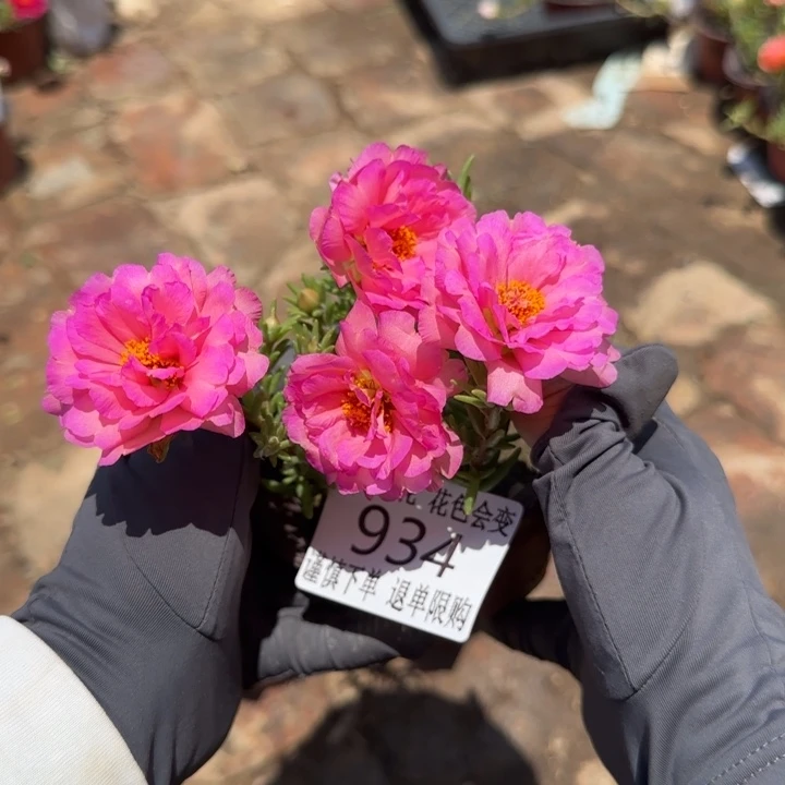 无花朵934超小苗盆口10cm