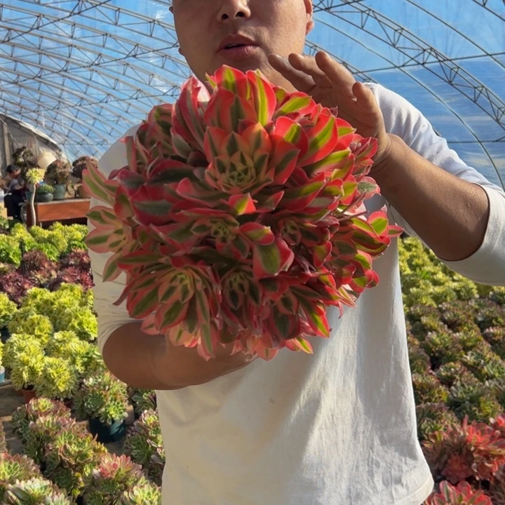 25.8粉女巫一棵包邮