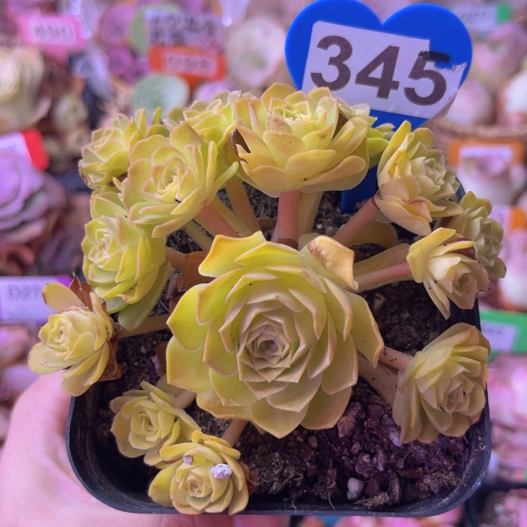 初见玫瑰捧花345