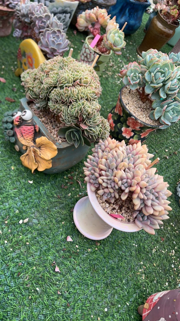 美人姐姐星娜塔➕奥普多肉