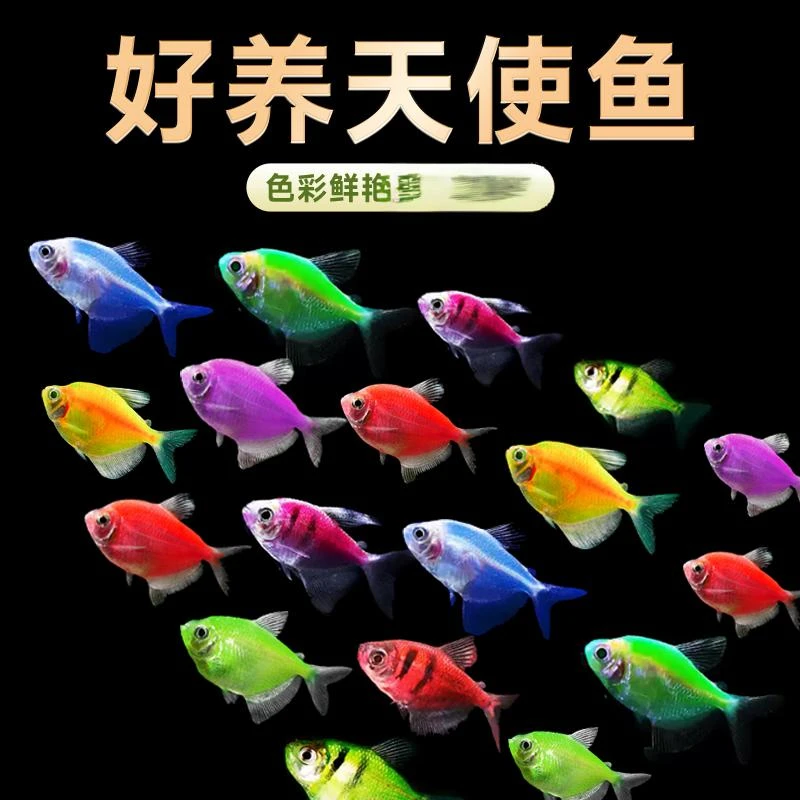 小型天使鱼热带鱼好养耐活淡水鱼群游萌宠易活混养新手闯缸鱼