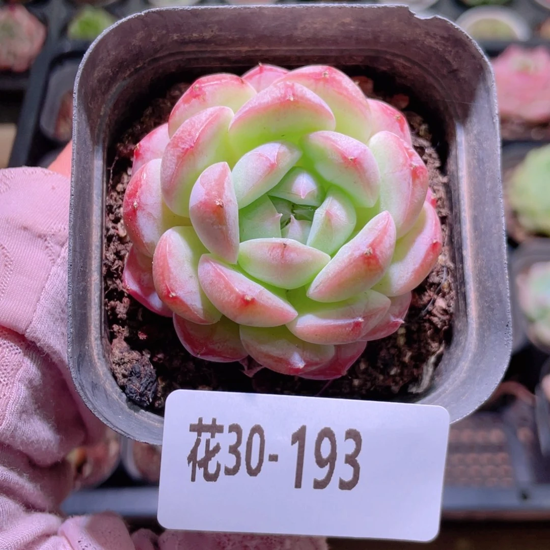 花利美30-193白桃汽水