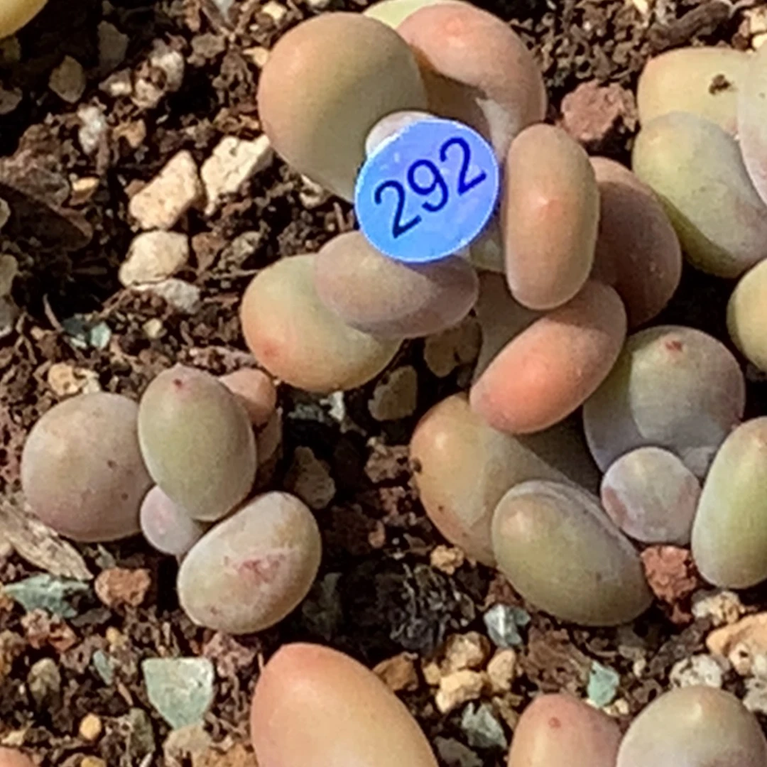 蛋黄奶哈哈哈292哈哈