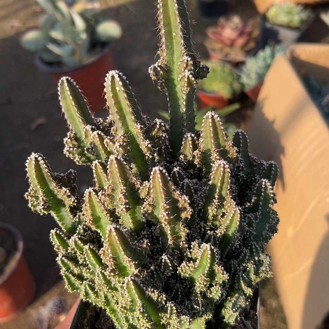 多肉植物万重山群