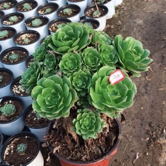 *****绿玫瑰法师多肉植物30