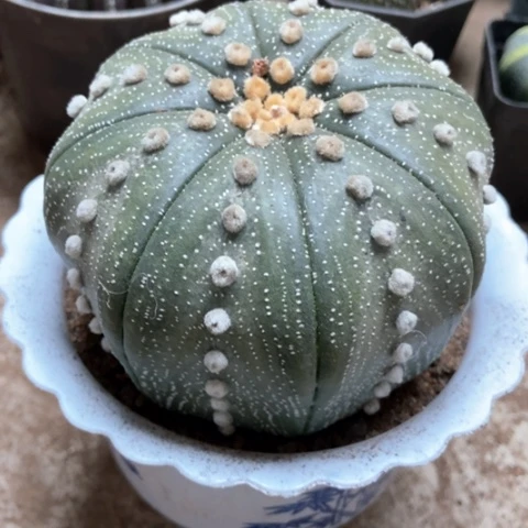 星兜在人前35米仙人球