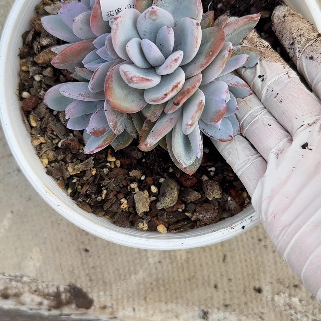 曼***塔#871 。 多肉 售后范围：签收起7天内