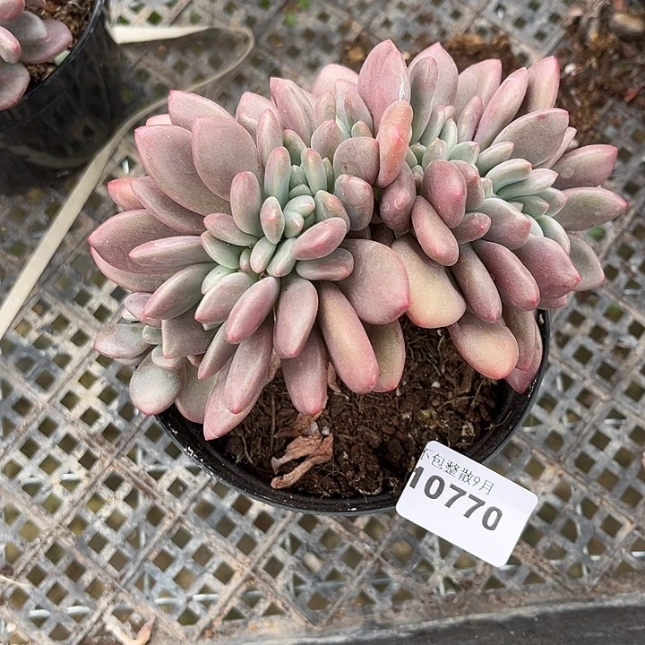 阿雅园艺。        770桃花源缀