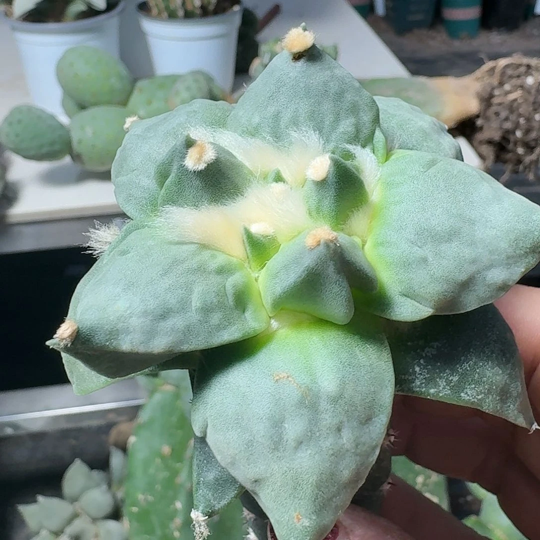 【闪购商品】无花朵跑****7勾尤怒495