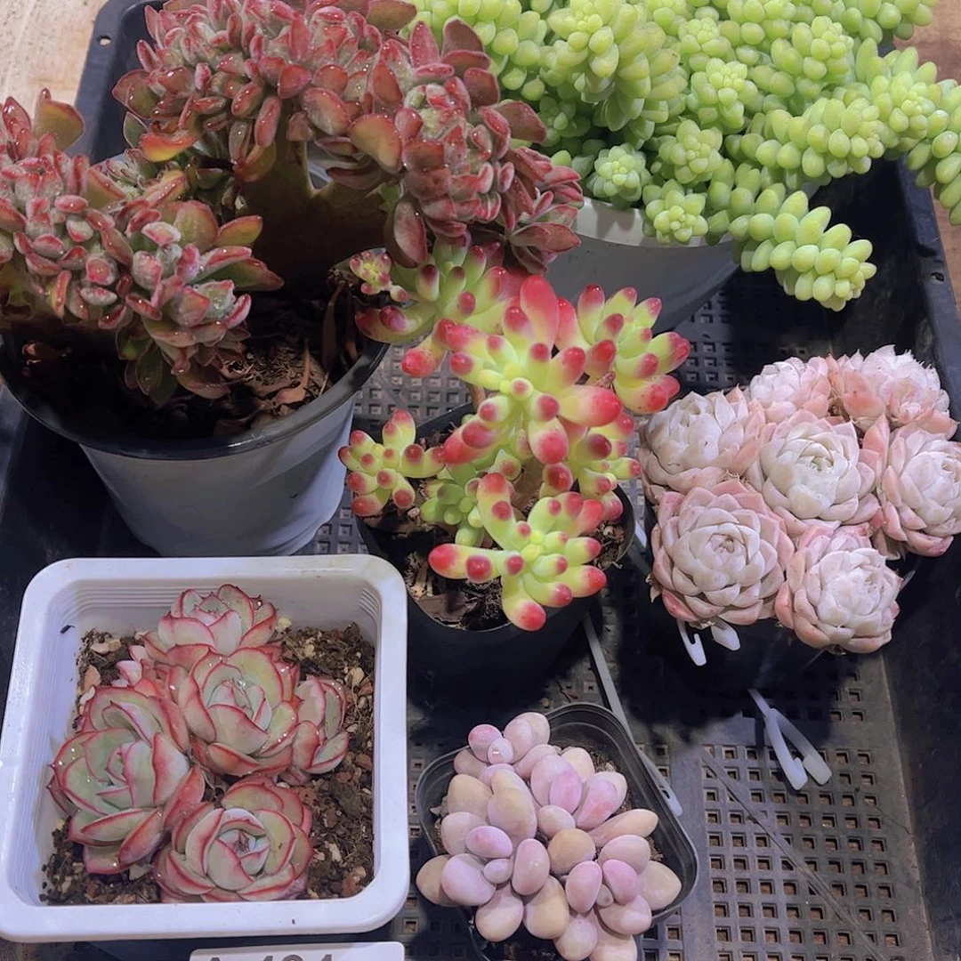 多肉434多肉植物