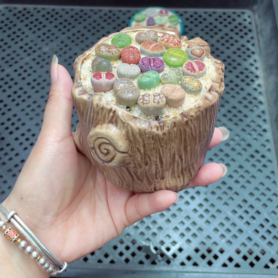 w7584盆微瑕 带盆土发货一物一拍