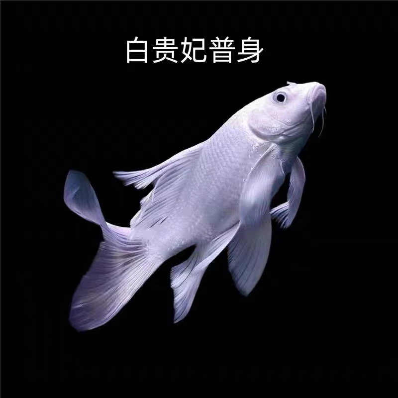 18-22精品普身 自家渔场直发 新手好养易活