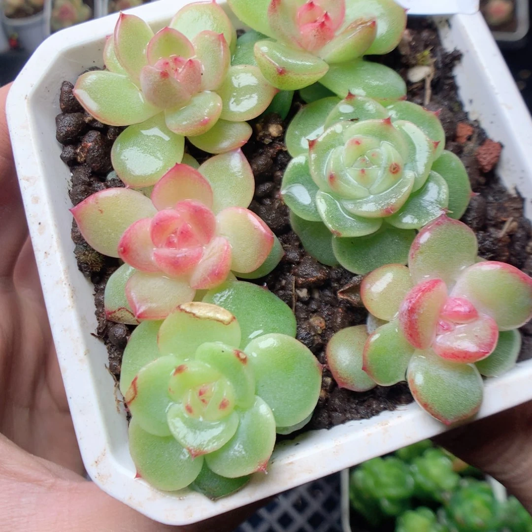 无花朵Q25。珍妮模特yyyyyy