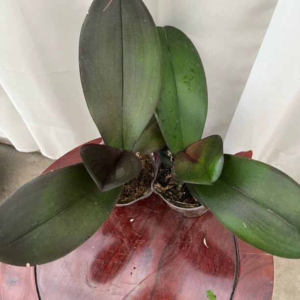 蝴蝶兰（花后苗）福利