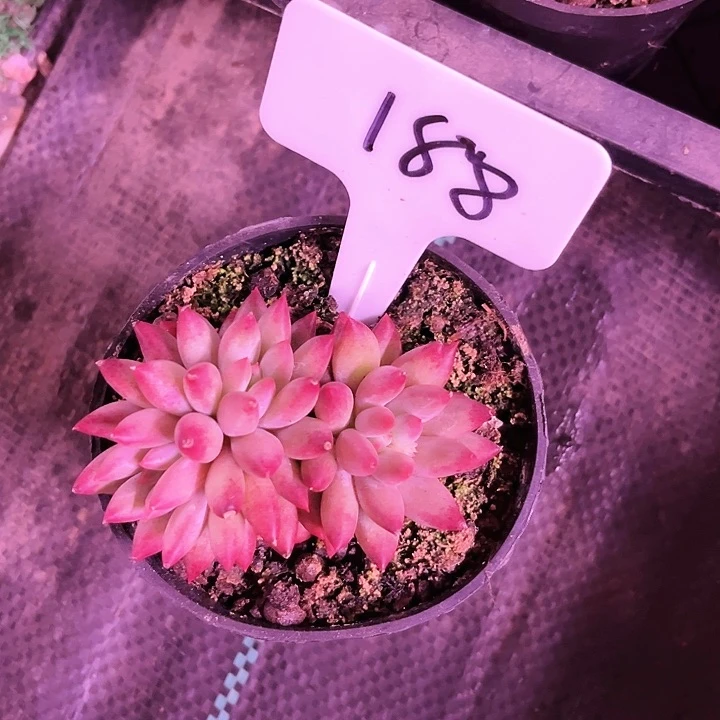 我是第一百个为妖刀应援的阴阳桃花