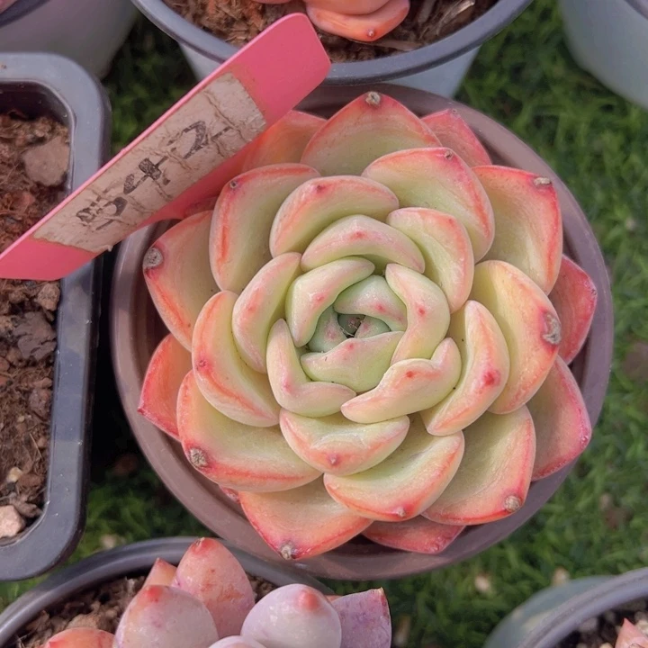 健健康康平平安安