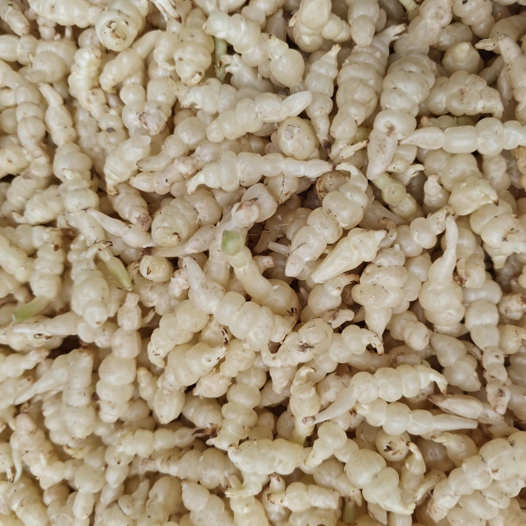 【发顺丰】农户自销地蛹