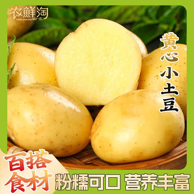 黄皮小土豆 农家自种黄心小土豆 软糯可口当季蔬菜新鲜现挖洋芋