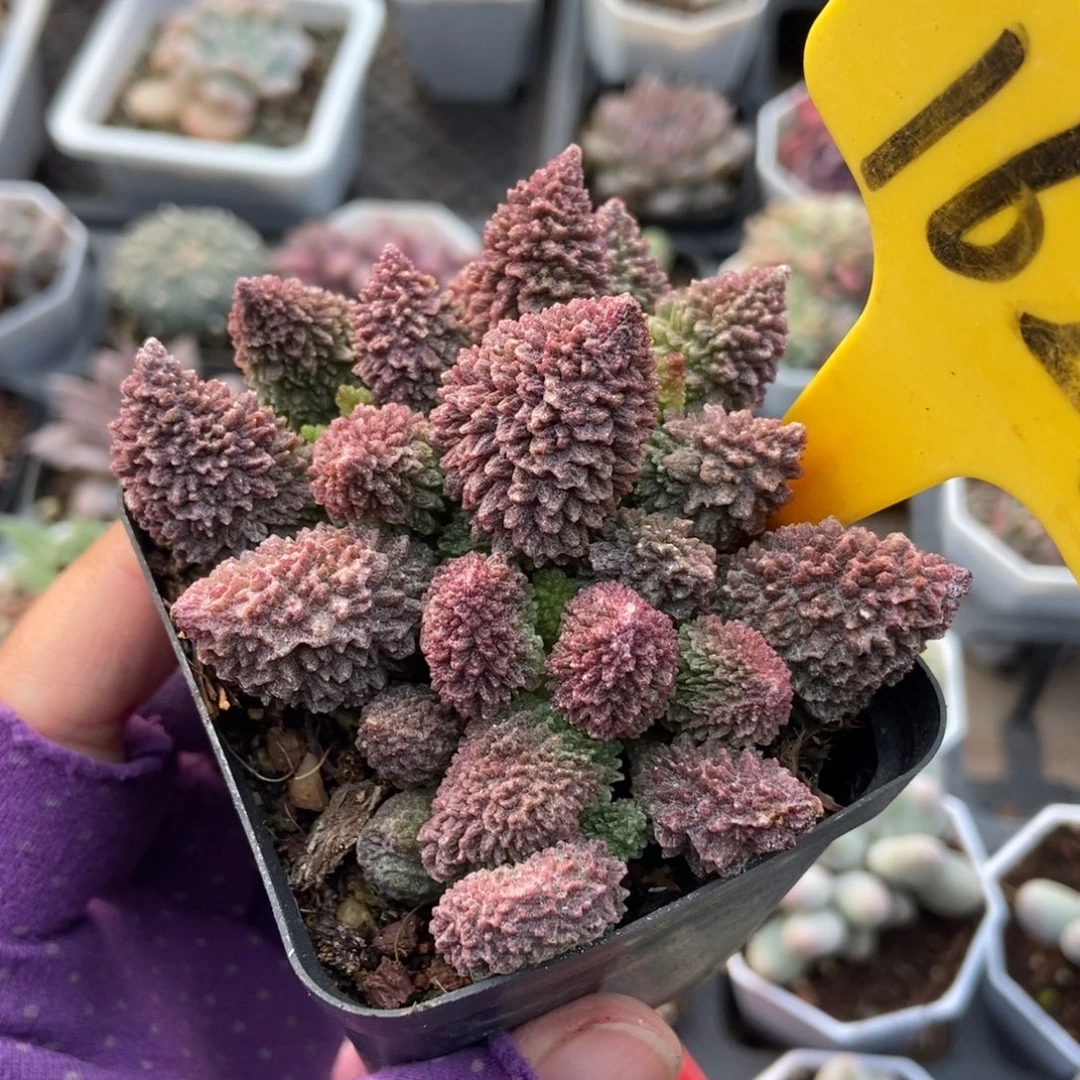 1623朱子玉水泡多肉植物