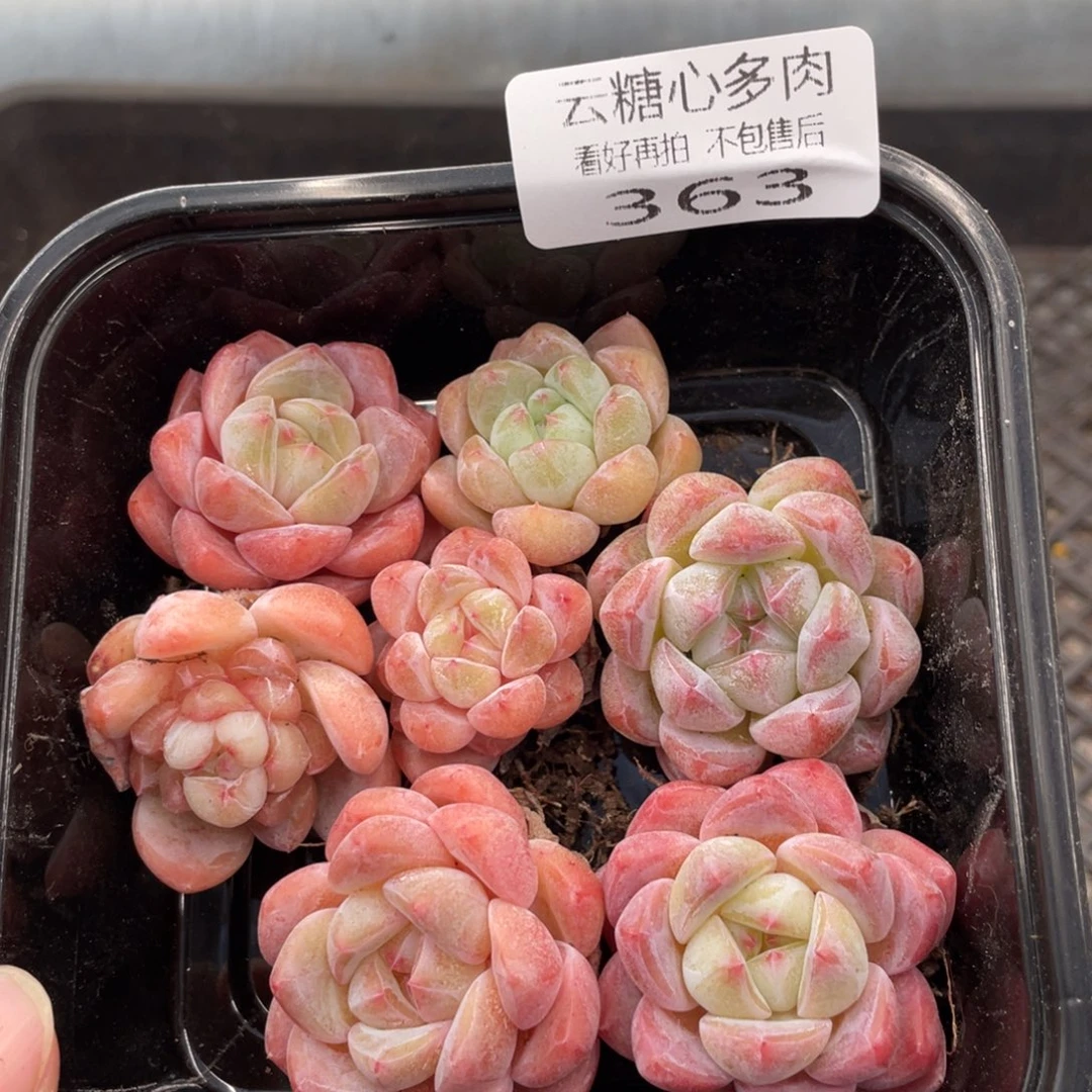 云糖心多肉植物363