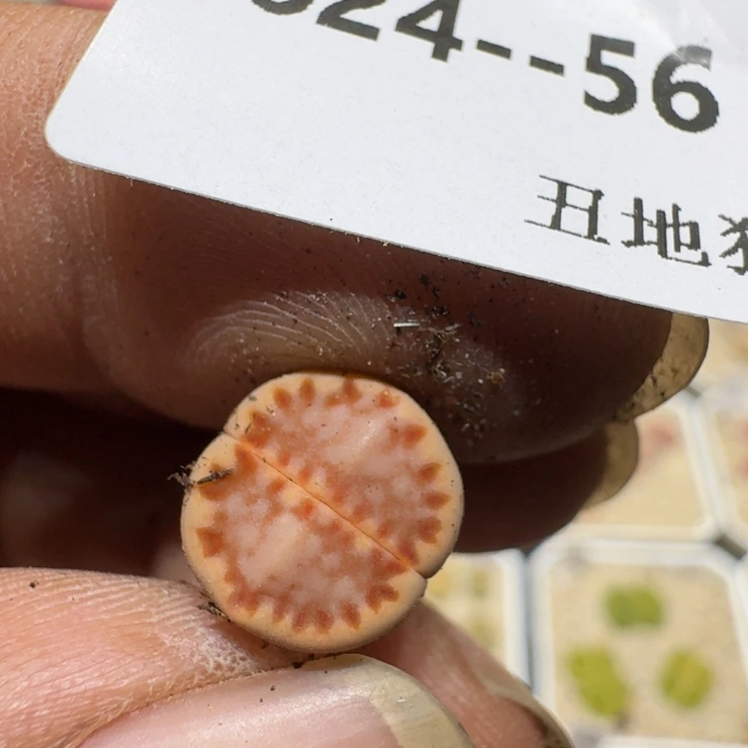 玻***鱼0624-056生石花饼干