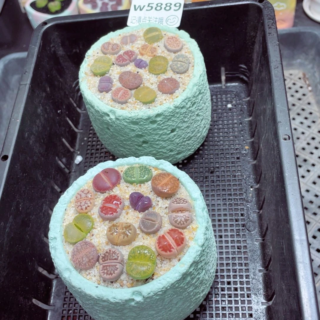 w5889 -零下地区拍保温箱-15支持寄养