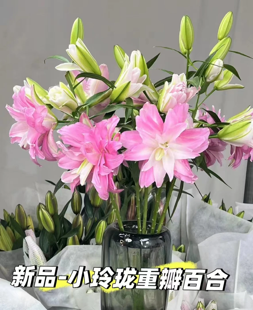 小粉玲珑重瓣百合-同地址任意两单包邮0度以要拍保温棉冻坏不售后