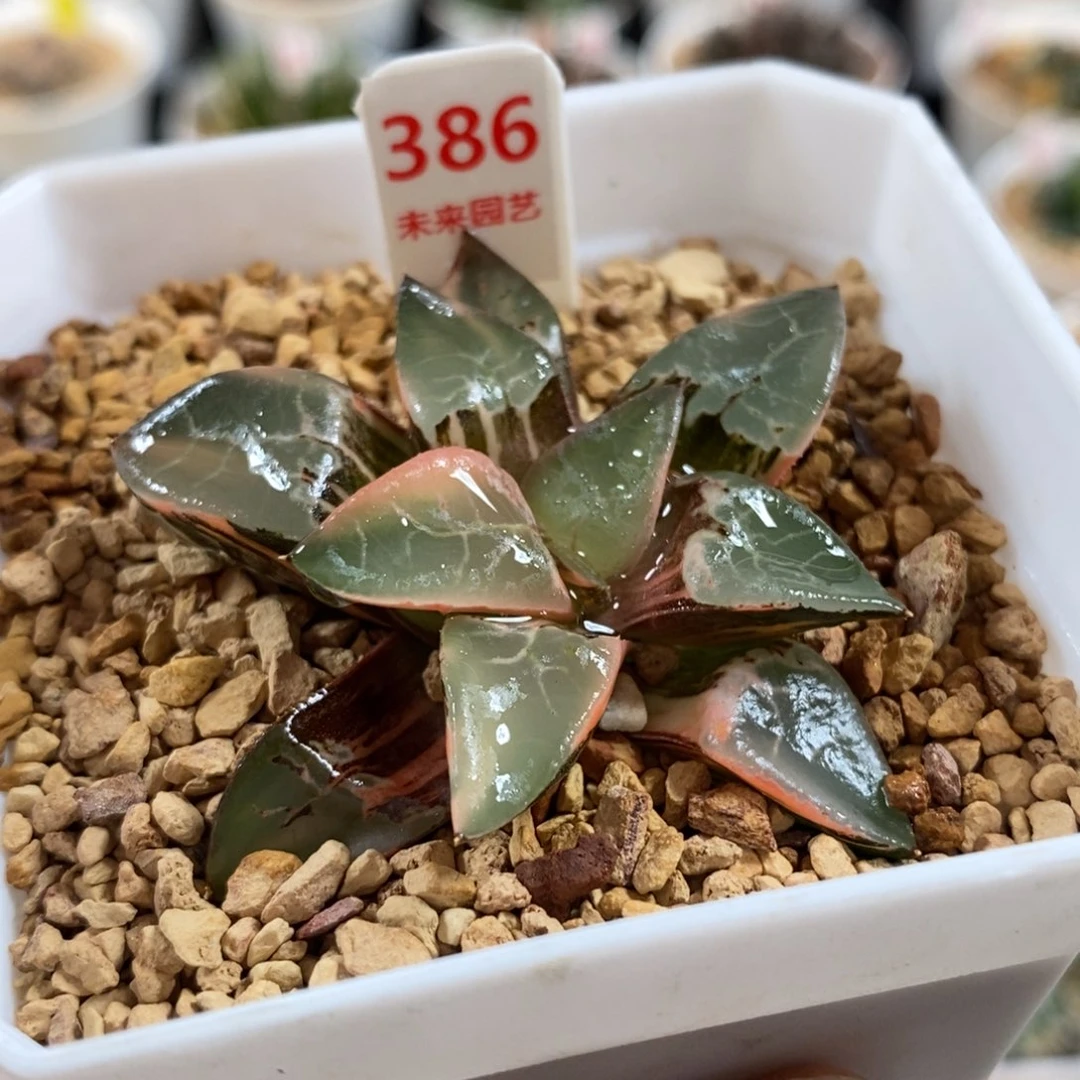 386火凤凰克锦一物一图