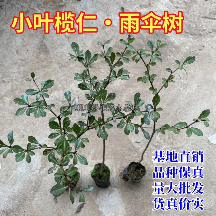 小叶榄仁树苗遮阴雨伞树 锦叶榄仁细叶榄仁庭院绿化 带土成活率高